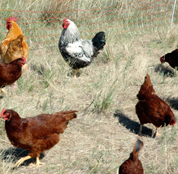 chickens2small