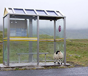 Gray sheep standing in bus shelter with grassy field in background
