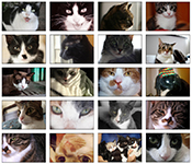 Collage of cat photos arranged in a grid