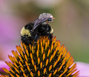 Bee wearing sensor on flower