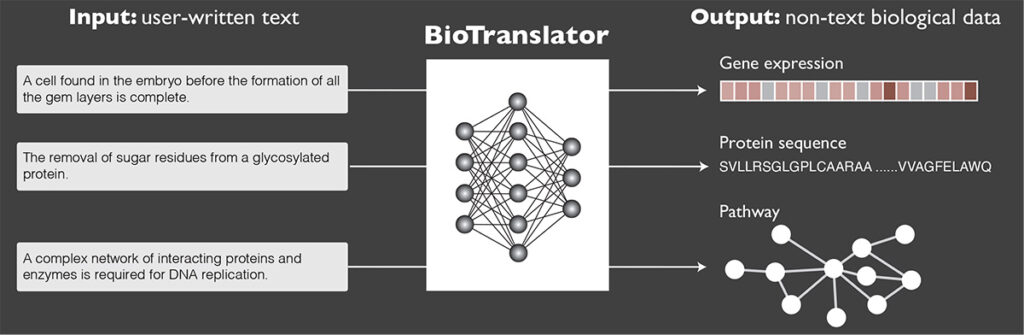 A diagram from the paper illustrating how BioTranslator converts Input: user-written text to Output: non-text biological data. On the left are three examples of text descriptions, fed through BioTranslator symbolized by a collection of circles illuminated in the center and connected to each other by lines, and on the right are the corresponding biological data instances. A cell found in the embryo before the formation of all the gem layers is complete returns gene expression data in the form of a row of boxes of varying shades of maroon, pink and lavender; The removal of sugar residues from a glycosylated protein returns a protein sequence SVLLRSGLGPLCAARAA….VVAGFELAWQ; A complex network of interacting proteins and enzymes is required for DNA replication returns a pathway illustrated by a collection of 11 circles connected to one or more of the other circles by lines.