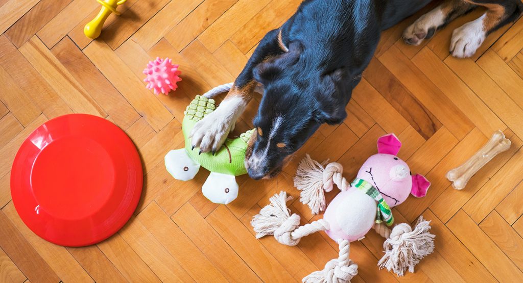 A black dog lies in front of a row of toys and picks out a frog toy to play with.