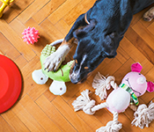 A black dog lies in front of a row of toys and picks out a frog toy to play with.